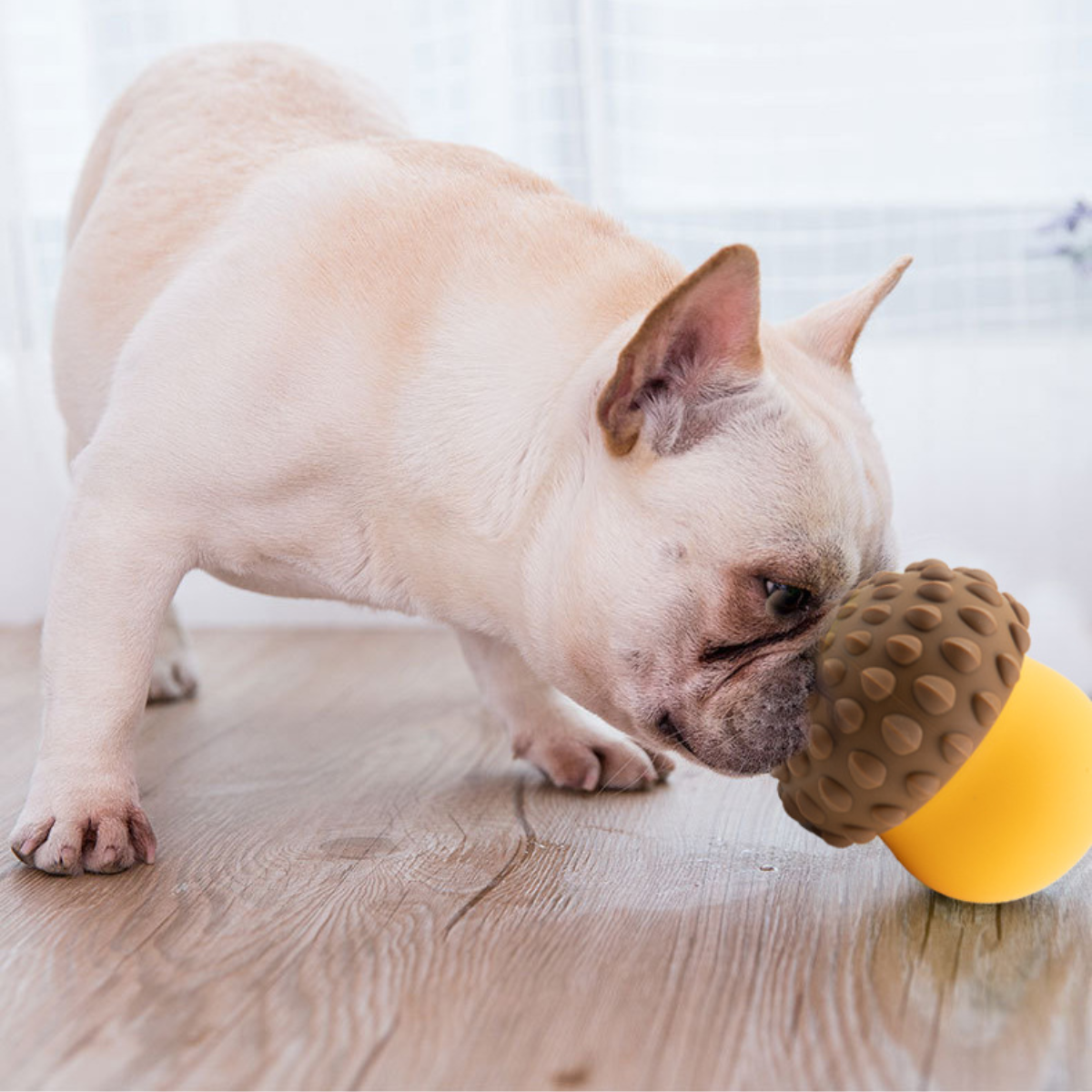 Pawpy The Smart Baby Box For Dogs