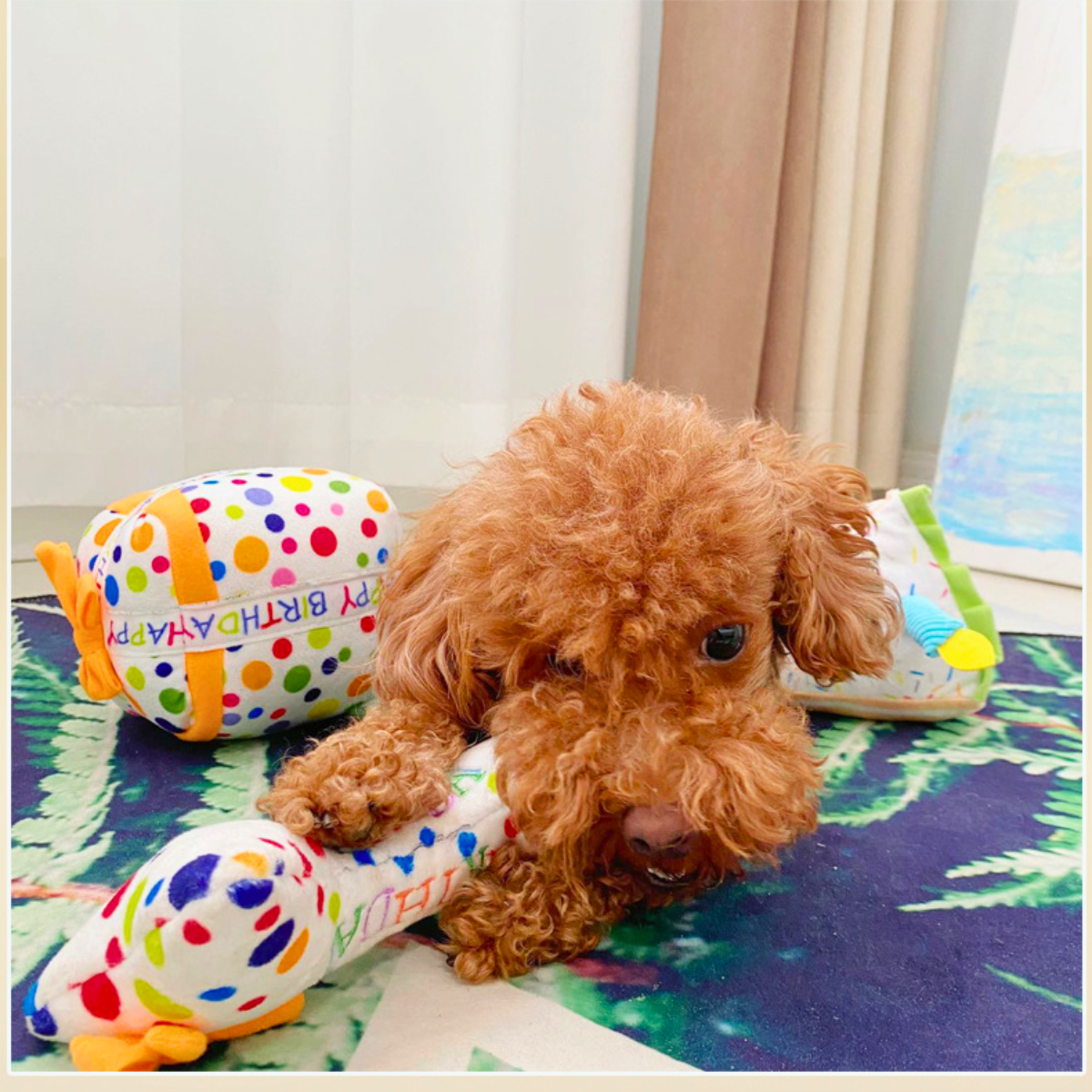Pawpy Happy Birthday Box (For Dogs & Cats)
