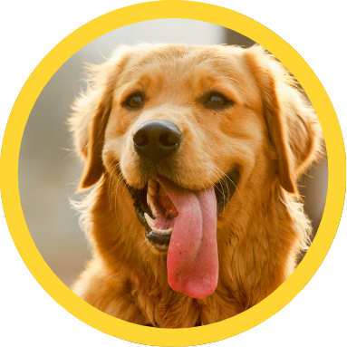 For Big & Medium Dogs